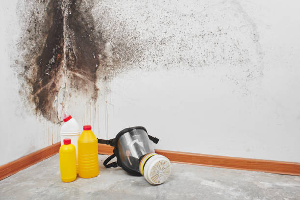 Best Kitchen Mold Remediation in Cumings, TX