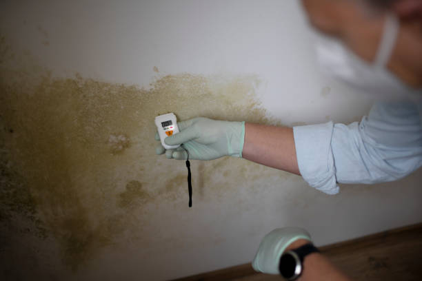 Best DIY Mold Remediation Support Services in Cumings, TX