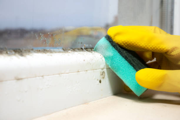 Best Industrial Mold Remediation in Cumings, TX