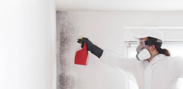 Professional Mold Remediation in Cumings, TX