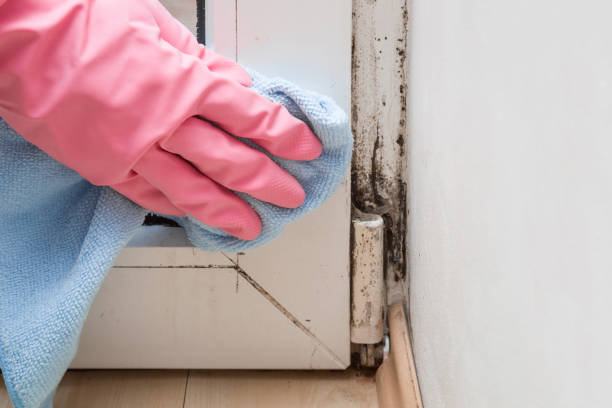 Best Mold Testing and Inspection Services in Cumings, TX