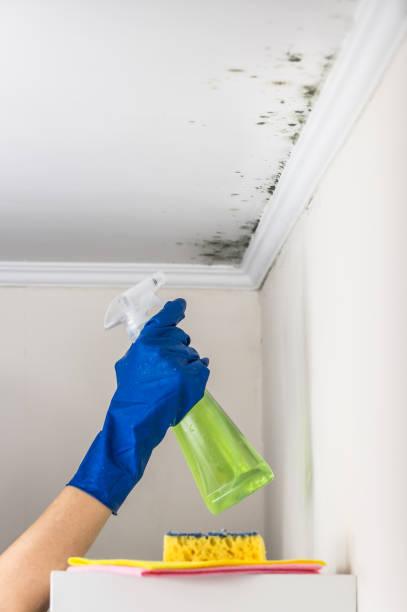 Best Basement Mold Remediation in Cumings, TX